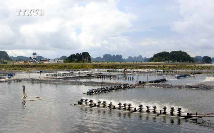Đầm nuôi tôm ở Quảng Ninh. Ảnh: TTXVN vna_potal_quang_ninh_khan_truong_khoanh_vung_dap_dich_benh_tren_tom_nuoi_6781878.jpg