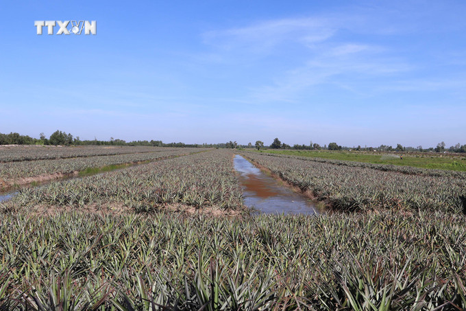 Cánh đồng dứa ở xã Hưng Thạnh (Tân Phước, Tiền Giang). Ảnh: Minh Trí - TTXVN vna_potal_nong_dan_dong_thap_muoi_tien_giang_trung_mua_dua_7140125.jpg