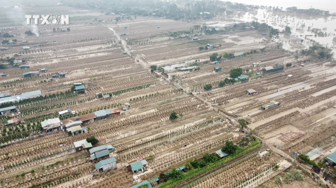 Hơn 20 ha trồng quất của Làng nghề Quất truyền thống Tứ Liên ven sông Hồng bị hư hỏng, mất trắng sau đợt ngập lịch sử. Ảnh: Hoàng Hiếu - TTXVN vna_potal_nguoi_dan_lang_quat_canh_dao_canh_truyen_thong_cua_ha_noi_trang_tay_sau_bao_so_3_7597432.jpg