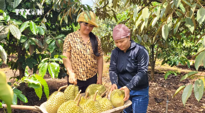 vna_potal_nguoi_jrai_o_gia_lai_nang_gia_tri_cay_sau_rieng_7426880 (1).jpg