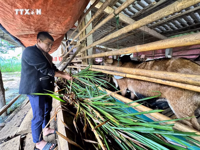 vna_potal_quang_tri_von_vay_uu_dai_-_diem_tua_cho_ho_dan_toc_thieu_so_vuon_len_thoat_ngheo_6493049.jpg