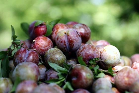 Mận chín sớm được mùa, được giá, người trồng mận Sơn La rất phấn khởi