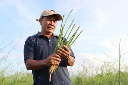 Thi đua yêu nước: Người Chăm phủ xanh miền cát trắng bay