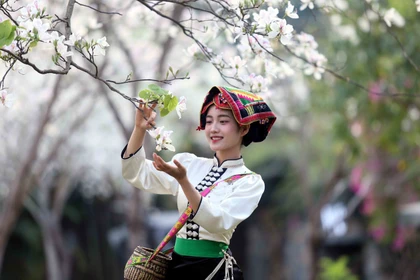Hoa ban nở trắng níu chân du khách đến Sơn La