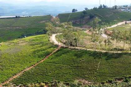 'Chìa khóa' nâng tầm du lịch từ những búp chè