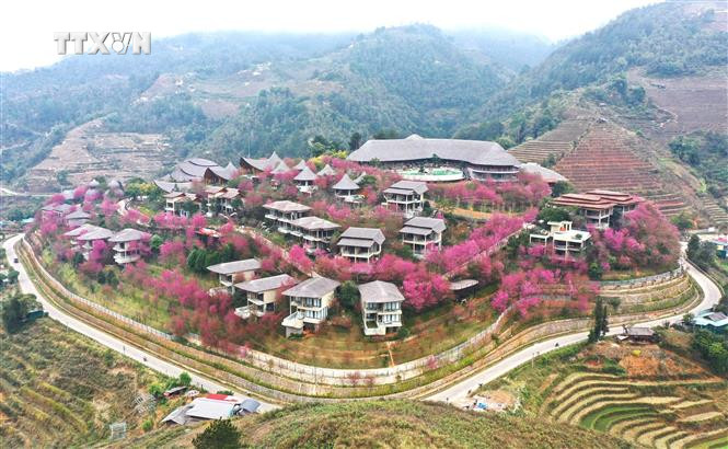 Hoa mọc tự nhiên ở các xã Nậm Khắt, Púng Luông hay Dế Xu Phình, trong đó nơi có nhiều tớ dày nhất là xã La Pán Tẩn (huyện Mù Cang Chải). Ảnh: Tuấn Anh-TTXVN vna_potal_hoa_to_day_khoe_sac_o_vung_cao_mu_cang_chai_7222302.jpg