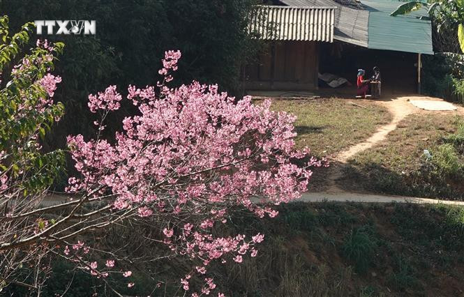 Hoa Tớ Dày được người dân vùng cao Mù Cang Chải trồng quanh nhà. Ảnh: Tuấn Anh-TTXVN vna_potal_hoa_to_day_khoe_sac_o_vung_cao_mu_cang_chai_7222285.jpg