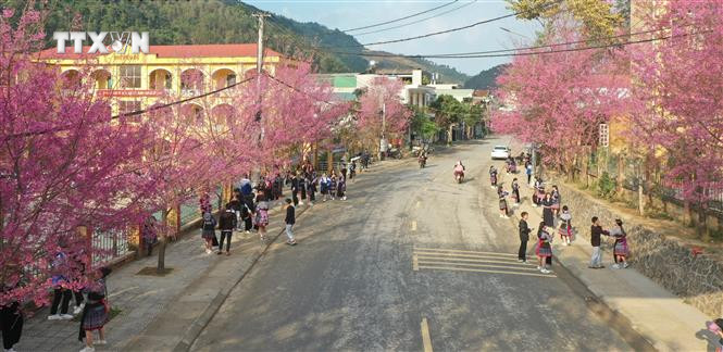 Hoa Tớ Dày nở cũng là lúc những chàng trai, cô gái Mông xúng xính trong bộ váy mới cùng nhau đi du Xuân. Ảnh: Tuấn Anh-TTXVN vna_potal_hoa_to_day_khoe_sac_o_vung_cao_mu_cang_chai_7222298.jpg