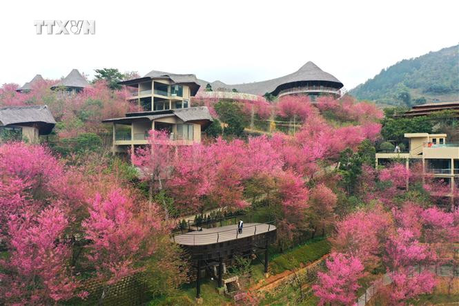 Hoa tớ dày có thân gỗ, chỉ mọc và nở hoa ở độ cao trên 1.000 m so với mực nước biển. Ảnh: Tuấn Anh-TTXVN vna_potal_hoa_to_day_khoe_sac_o_vung_cao_mu_cang_chai_7222287.jpg