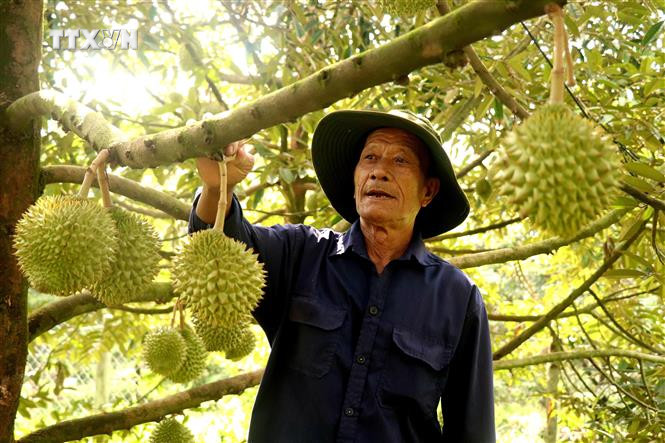Từ sự hỗ trợ của Ngân hàng chính sách xã hội và chính quyền địa phương, nhiều nông dân ở Cần Thơ đã đẩy mạnh trồng sầu riêng và có thu nhập khá tốt. Ảnh: Thu Hiền - TTXVN vna_potal_gia_sau_rieng_ha_nhiet_nha_vuon_van_co_lai_7319540.jpg