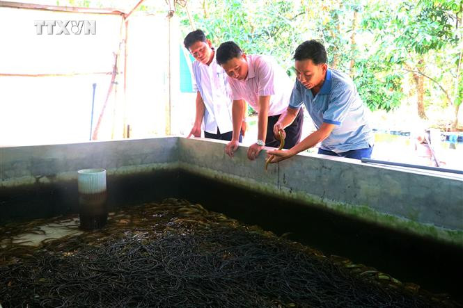 Ông Nguyễn Văn Sáu, khu vực Bình Yên A, phường Long Hòa, quận Bình Thủy đầu tư nuôi lươn không bùn đem lại hiệu quả kinh tế cao từ nguồn vốn vay từ Ngân hàng Chính sách xã hội. Ảnh: Thu Hiền - TTXVN vna_potal_nong_dan_can_tho_su_dung_hieu_qua_nguon_von_tin_dung_chinh_sach_7249752.jpg