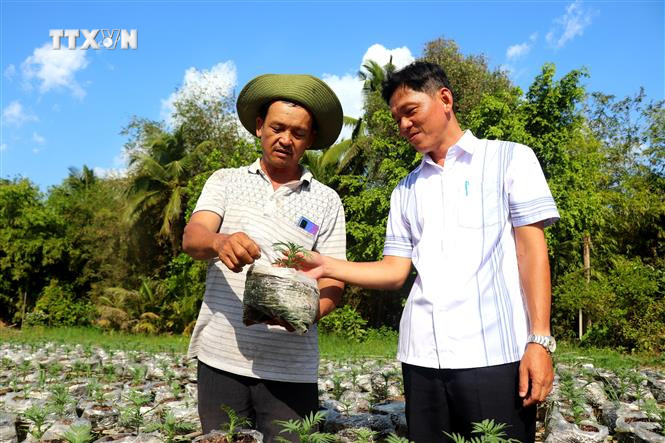 Nông dân phường Long Hòa, quận Bình Thủy phát triển kinh tế nhờ sử dụng đồng vốn vay hiệu quả. Ảnh: Thu Hiền - TTXVN vna_potal_nong_dan_can_tho_su_dung_hieu_qua_nguon_von_tin_dung_chinh_sach_7249735.jpg