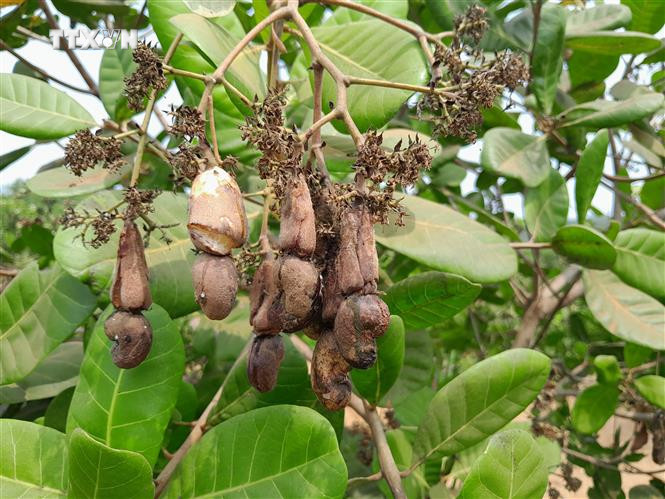Nắng nóng kéo dài khiến trái điều không chín, khô trên cây. Ảnh: K GỬIH -TTXVN vna_potal_vu_thu_hoach_bap_benh_o_‘thu_phu_dieu’_binh_phuoc_7263758.jpg