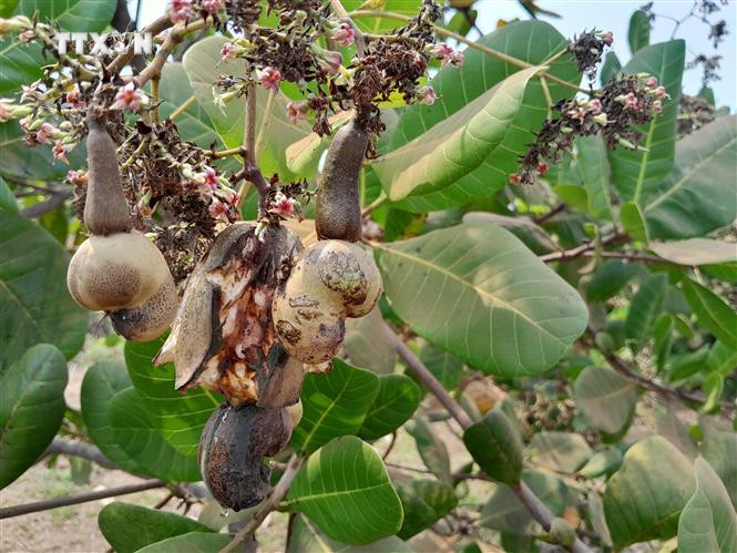 Nắng nóng khiến trái điều khô nứt nẻ trên cây. Ảnh: K GỬIH -TTXVN vna_potal_dieu_bi_kho_bong_heo_trai_o_binh_phuoc_7263755.jpg