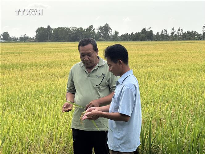 Cán bộ Phòng Nông nghiệp và phát triển nông thôn huyện đến thăm ruộng lúa sắp thu hoạch hộ ông Danh Út, ngụ ấp Minh Tân, xã Minh Thuận, huyện U Minh Thượng. Ảnh: Lê Sen - TTXVN vna_potal_kien_giang_nong_dan_trung_mua_duoc_gia_vu_lua_mua_7177922.jpg