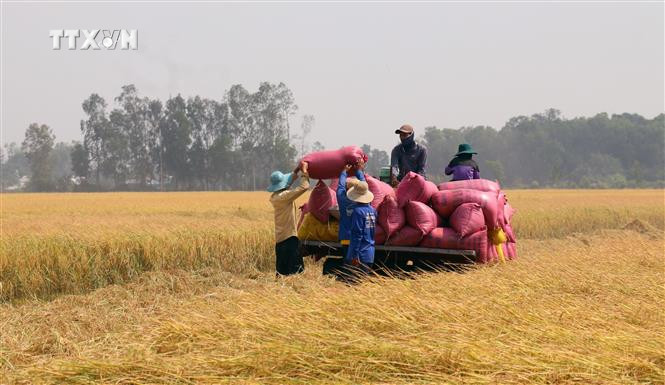 Nông dân huyện Tân Hiệp (Kiên Giang) thu hoạch lúa Đông Xuân. Ảnh: Lê Huy Hải - TTXVN vna_potal_kien_giang_thu_hoach_lua_vu_dong_xuan_2023_-_2024_133928823_7275255.jpg