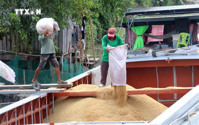 Thương lái thu mua lúa Đông Xuân của nông dân huyện Tân Hiệp (Kiên Giang). Ảnh: Lê Huy Hải - TTXVN vna_potal_kien_giang_thu_hoach_lua_vu_dong_xuan_2023_-_2024_7275264.jpg