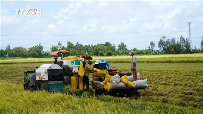 Nông dân huyện Gò Quao (Kiên Giang) thu hoạch lúa Hè Thu. Ảnh: Văn Sĩ - TTXVN vna_potal_lua_he_thu_kien_giang_duoc_mua_trung_gia_6893194.jpg