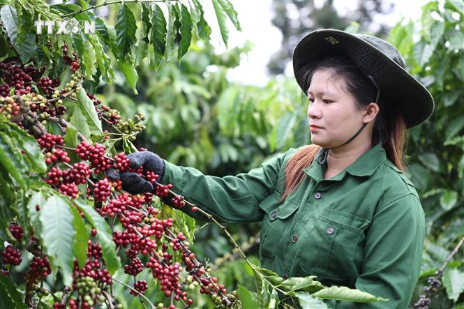 Công nhân Công ty TNHH sản xuất và thương mại Vương Thành Công (Đắk Lắk) thu hoạch cà phê. Ảnh: Tuấn Anh – TTXVN vna_potal_dak_lak_thu_hoach_ca_phe_nien_vu_2023_-_2024_7055252.jpg