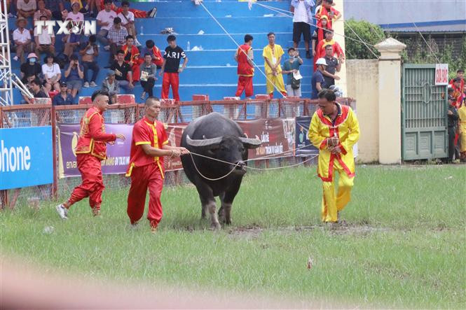 Các chủ Trâu đưa Trâu vào sới. Ảnh: Hoàng Ngọc - TTXVN vna_potal_le_hoi_choi_trau_thuc_day_phat_trien_du_lich_do_son_7608641.jpg