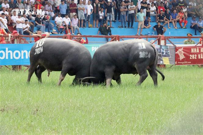 Những miếng đánh của các ông Trâu. Ảnh: Hoàng Ngọc - TTXVN vna_potal_le_hoi_choi_trau_thuc_day_phat_trien_du_lich_do_son_7608649.jpg