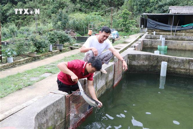 Trại nuôi cá tầm, cá hồi Đoàn Hươn, bản Chu Va 12, xã Sơn Bình (Tam Đường, Lai Châu). Ảnh: Nguyễn Oanh - TTXVN vna_potal_phat_trien_nghe_nuoi_ca_nuoc_lanh_o_vung_cao_lai_chau_7666256.jpg