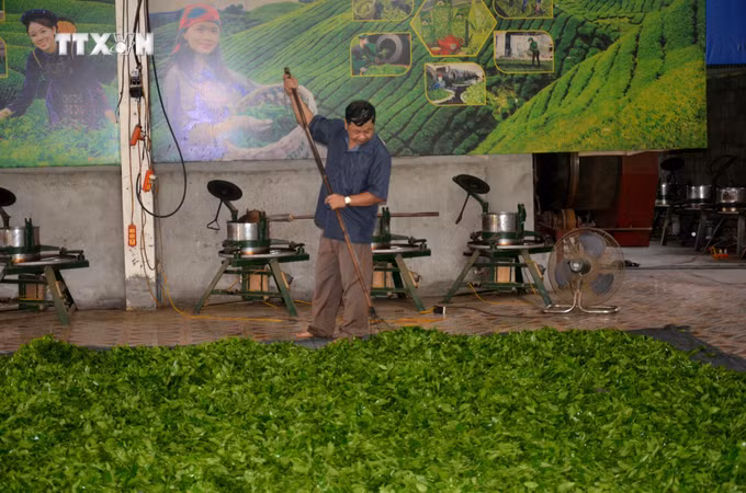 vna_potal_tuyen_quang_giam_doc_nguoi_dao_mo_rong_thuong_hieu_che_bup_kho_tan_thanh__7617240.jpg