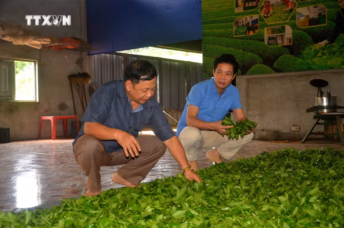 vna_potal_tuyen_quang_giam_doc_nguoi_dao_mo_rong_thuong_hieu_che_bup_kho_tan_thanh__7617247.jpg