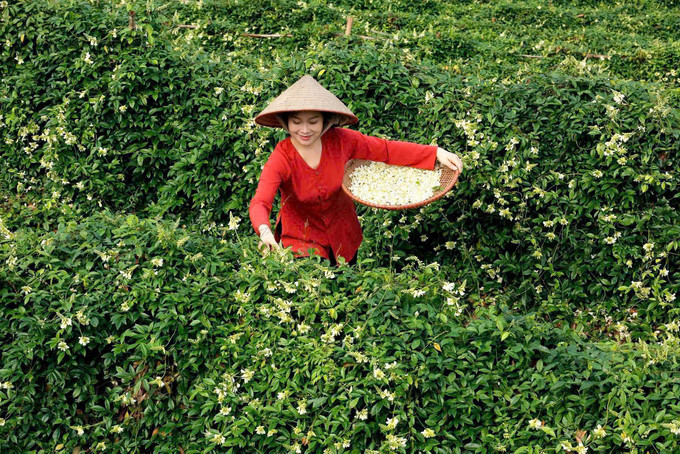 Từ sớm tinh mơ người nông dân trồng sâm Nam đã thu hoạch nụ hoa sâm Nam núi Dành. Ảnh: Vương Lâm. nu hoa sam 4.jfif