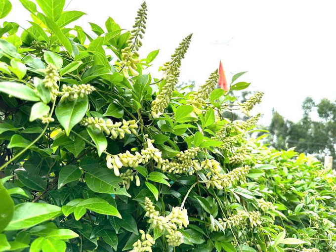 Những chùm hoa sâm nở rộ trong các vườn, các vườn, đồi dưới chân ngọn núi Dành. Ảnh: Hương Hiền nu hoa sam 6.jfif