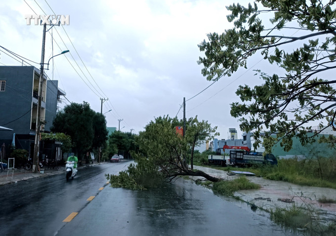 Cây đổ trên đường Lê Quảng Chí tại phường Hòa Xuân, quận Cẩm Lệ (Đà Nẵng). Ảnh: Quốc Dũng - TTXVN vna_potal_ung_pho_voi_bao_so_6_da_nang_mua_to_gio_lon_khuyen_cao_nguoi_dan_han_che_ra_duong_7672845.jpg