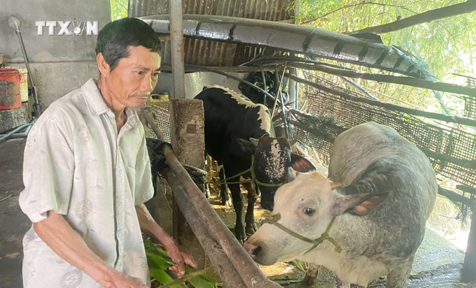 Hộ ông Võ Đại Mộng ở xã Xuân Long, huyện Đồng Xuân, tỉnh Phú Yên thoát nghèo nhờ được hỗ trợ nuôi bò sinh sản. Ảnh: Tường Quân - TTXVN vna_potal_phu_yen_giam_ngheo_ben_vung_nho_duoc_ho_tro_sinh_ke_va_nha_o_7356482.jpg