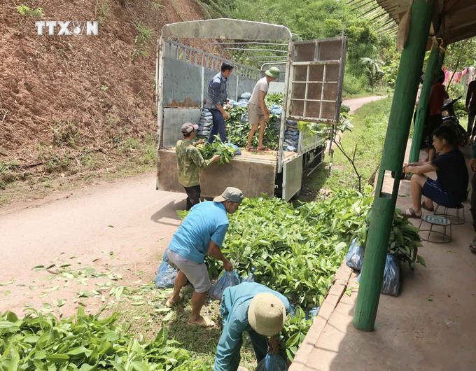 Ban Quản lý rừng phòng hộ huyện Tân Uyên (Lai Châu) cấp cây giống cho người dân trồng rừng. vna_potal_lai_chau_can_day_nhanh_tien_do_trong_rung_nam_2022_6237513.jpg