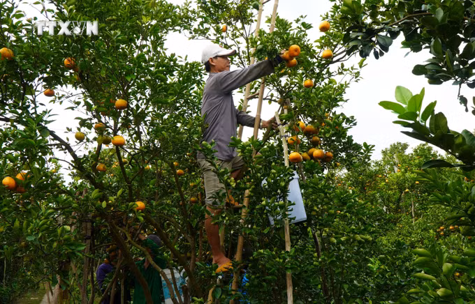 vna_potal_quyt_hong_lai_vung_dong_thap_vao_vu_thu_hoach_phuc_vu_thi_truong_tet_2024_7217229.jpg