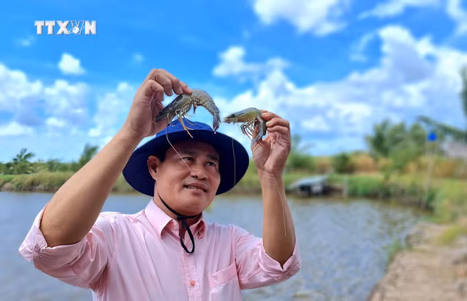 vna_potal_vung_chuyen_canh_lua_–_tom_o_ca_mau_dat_chung_nhan_quoc_te_7543950.jpg