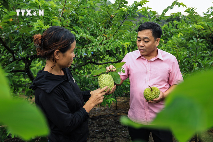 Cán bộ Phòng nông nghiệp huyện Cao Phong (Hòa Bình) trao đổi kỹ thuật trồng na với chị Phạm Thị Thảo, Chủ nhiệm Tổ hợp tác na đỉnh Cun. Ảnh: Trọng Đạt - TTXVN vna_potal_hoa_binh_hieu_qua_kinh_te_cao_tu_cac_mo_hinh_trong_na_vietgap_7540365.jpg