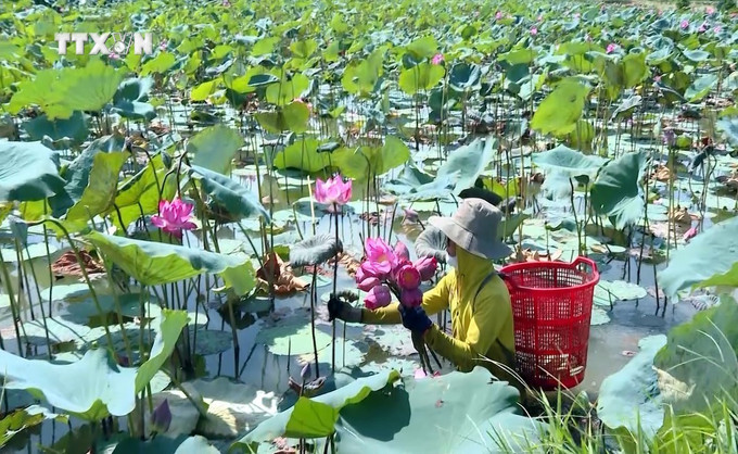 Thu hoạch hoa sen tại Hợp tác xã Sen Tả Phan, xã Duy Ninh (Quảng Ninh, Quảng Bình). Ảnh: TTXVN phát vna_potal_mo_hinh_trong_sen_ket_hop_du_lich_sinh_thai_mang_lai_hieu_qua_kinh_te_tai_quang_binh__7488664.jpg