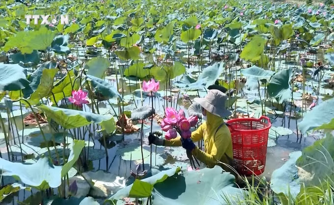 vna_potal_mo_hinh_trong_sen_ket_hop_du_lich_sinh_thai_mang_lai_hieu_qua_kinh_te_tai_quang_binh__7488664.jpg