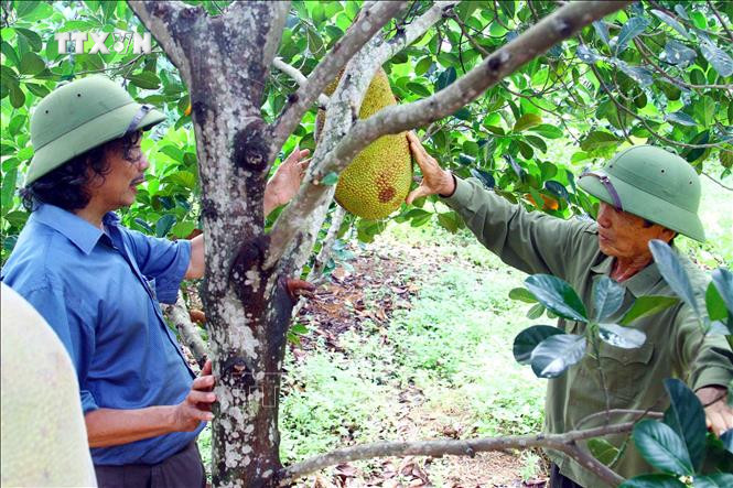 Từ chuyển đổi cơ cấu cây trồng, ông Nguyễn Văn Diệm trồng mít ruột đỏ thu về lợi nhuận trên 400 triệu đồng/ha. Ảnh: Tá Chuyên - TTXVN vna_potal_quang_binh_hieu_qua_cao_tu_chuyen_doi_co_cau_cay_trong_voi_mit_ruot_do_stand.jpg