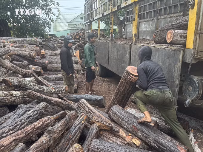 vna_potal_bao_dong_tinh_trang_pha_rung_tai_xa_bien_gioi_ia_mo_gia_lai_7657501.jpg