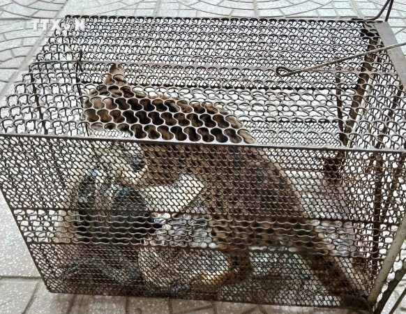 Cá thể mèo rừng được người dân tự nguyện giao nộp. Ảnh: TTXVN phát vna_potal_quang_binh_nguoi_dan_giao_nop_ca_the_meo_rung_va_khi_moc_quy_hiem__7358176.jpg