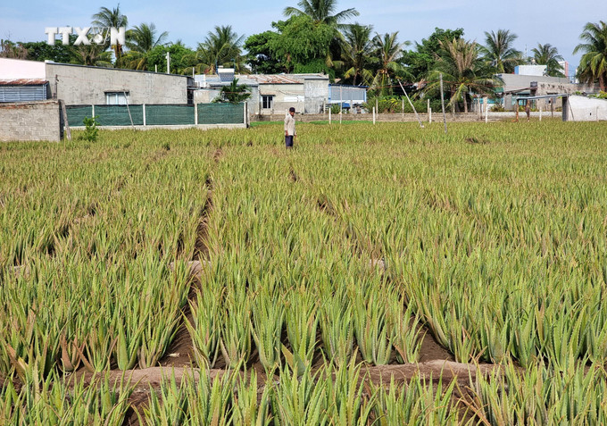 Mô hình trồng cây nha đam tại phường Mỹ Bình (thành phố Phan Rang – Tháp Chàm, Ninh Thuận). Ảnh: Nguyễn Thành – TTXVN vna_potal_ninh_thuan_day_manh_ho_tro_nong_dan_phat_trien_san_xuat_kinh_doanh_7438016.jpg
