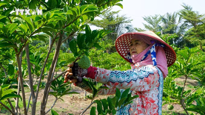 vna_potal_mang_cau_ta_tay_ninh_chinh_thuc_duoc_dac_cach_luu_hanh_7534285.jpg
