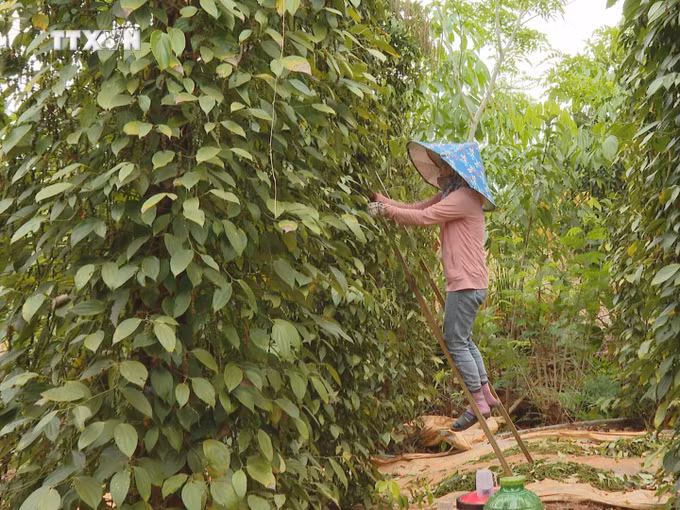 vna_potal_ho_tieu_len_gia_nong_dan_binh_phuoc_phan_khoi_7277785.jpg