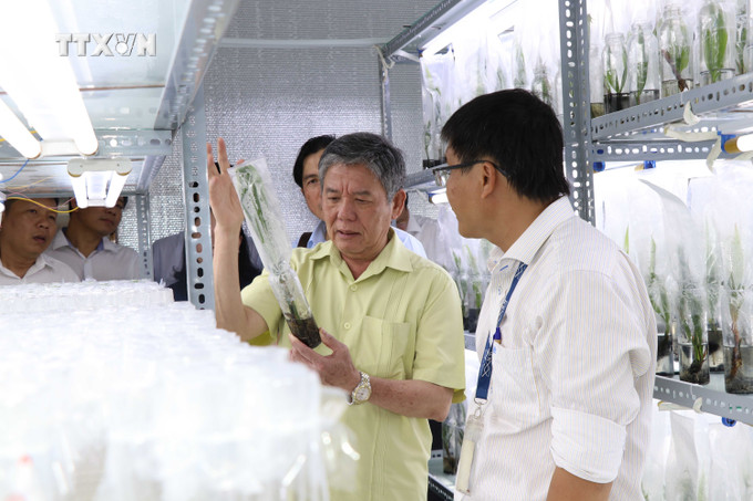 Bí thư Tỉnh ủy Trà Vinh Ngô Chí Cường (giữa) tìm hiểu quy trình nhân giống dừa sáp bằng kỹ thuật cấy phôi. Ảnh: Thanh Hòa - TTXVN vna_potal_tra_vinh_nghien_cuu_thanh_cong_giong_dua_sap_cay_mo_7630278.jpg