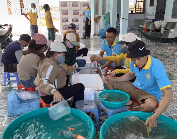 vna_potal_ninh_thuan_tap_trung_phat_trien_thanh_trung_tam_san_xuat_tom_giong_chat_luong_cao_cua_ca_nuoc_7376283.jpg