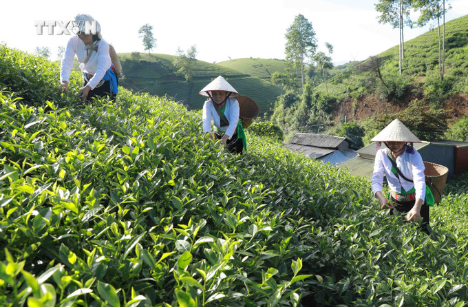Hợp tác xã chè an toàn xã Long Cốc, huyện Tân Sơn (Phú Thọ) có 15 hộ tham gia sản xuất trên diện tích hơn 35ha, đạt doanh thu 2,2 tỷ đồng/năm. Ảnh: Vũ Sinh – TTXVN vna_potal_phu_tho_phat_trien_nganh_che_thanh_nganh_kinh_te_chu_luc_6842903.jpg