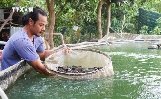 Anh Nguyễn Chí Tâm kiểm tra trọng lượng cá chạch lấu được nuôi trong bể lót bạt. Ảnh: Nhựt An - TTXVN vna_potal_nong_dan_dong_thap_thu_nhap_hang_ty_dong_tu_nuoi_ca_dac_san_trong_be_lot_bat__7261126.jpg