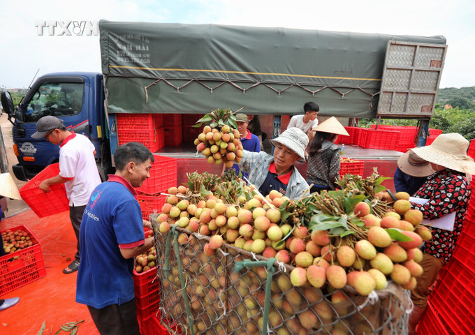 Quả vải góp phần nâng cao đời sống người dân ở Bắc Giang. Ảnh: Danh Lam - TTXVN vna_potal_bac_giang_thu_hoach_vai_thieu_chin_som_7399550.jpeg
