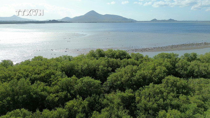 Khu dự trữ thiên nhiên rừng ngập mặn Đầm Nại (huyện Ninh Hải, Ninh Thuận). Ảnh: Nguyễn Thành – TTXVN vna_potal_du_lich_viet_nam_ninh_thuan_-_vung_dat_cua_da_dang_sinh_hoc_7253591.jpg